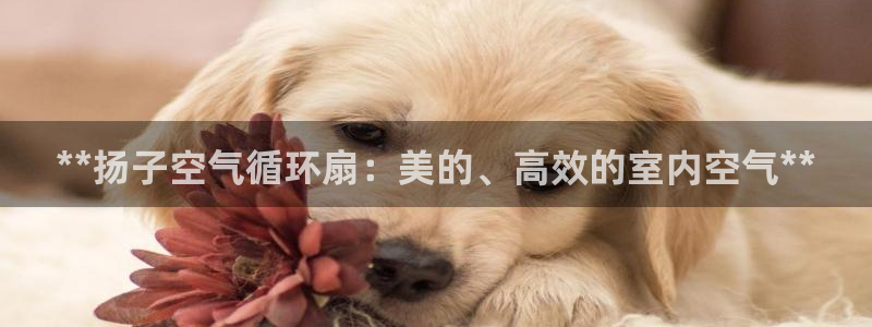 凯发k8国际app：**扬子空气循环扇：美的、高效的室内空气**